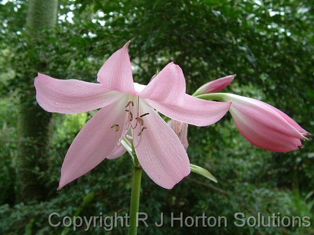 Crinum Pink_2